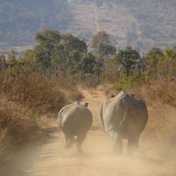 Nashörner "in voller Fahrt" im Welgevonden Game Reserve 