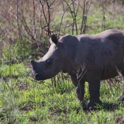 Nashorn Kalb im Hluhluwe Nationalpark 