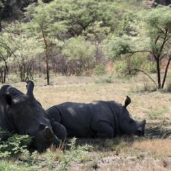 Nashorn Mutter und Kalb