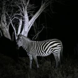 Nightdrive Hwange Lodge 