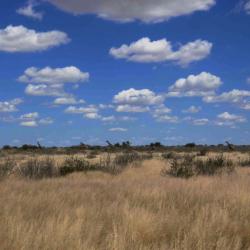 Unterwegs in der zentralen Kalahari