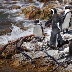 Pinguine in Bettys Bay