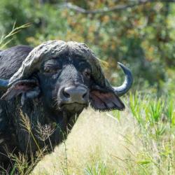 Ein Büffel im Krüger Nationalpark © Bruce Taylor