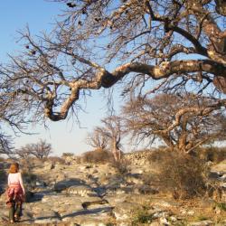 Spaziergang auf Kubu Island in Botswana 