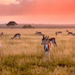 Springböcke im Abendrot in der Kalahari