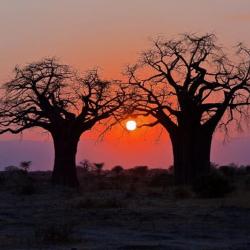 Tarangire Nationalpark in Tansania 