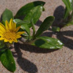 Vegetation am Meer 