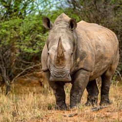 Unterwegs auf dem Rhino Drive