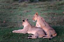 Löwenjunge im Gondwana Game Reserve