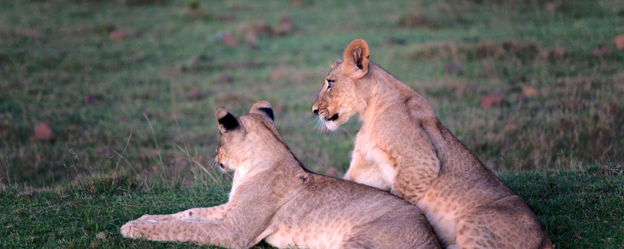 Löwenjunge im Gondwana Game Reserve