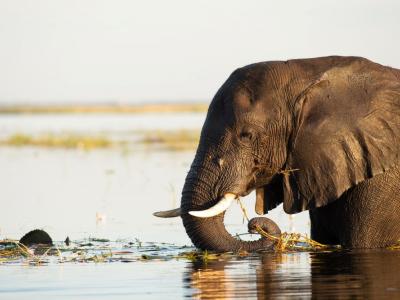 Elefant an der Chobe Riverfront in Botswana © Bruce Taylor