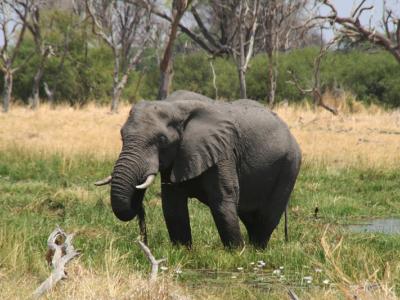 Elefant im Okavango Delta - Bild von Kalahari Calling