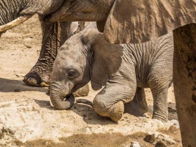 Baby Elephant - Hobatere Concession