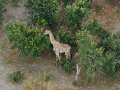 Giraffe im Okavango Delta - Rundflug mit Kalahari Calling