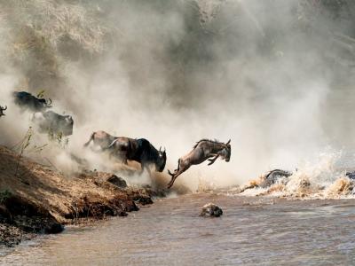 Die Gnu Wanderung - Great Migration Serengeti, Tansania 
