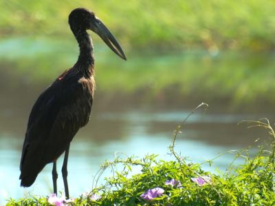 Klaffschnabel im Okavango Delta 