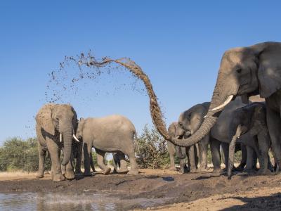 Am Wasserloch im Mashatu Game Reserve