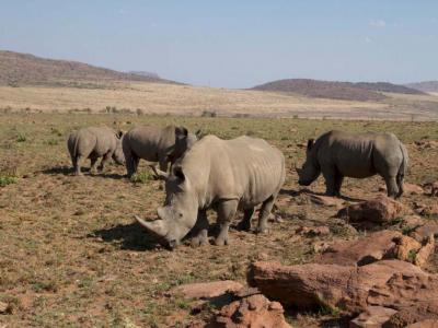 Graue Riesen im Welgevonden Game Reserve 