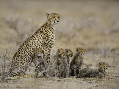 Onguma Game Reserve, Geparden