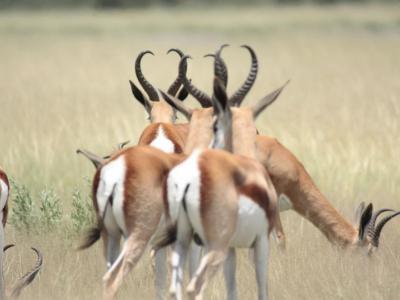 Springböcke im Khutse Game Reserve in Botswana