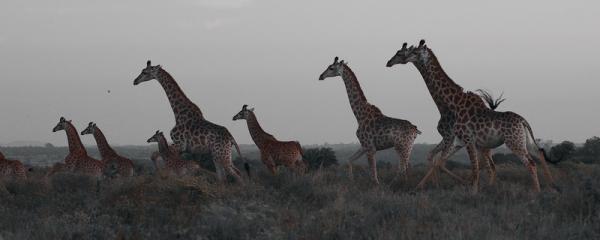 Giraffen in den Western Shores - iSimangaliso Wetlands Nationalpark