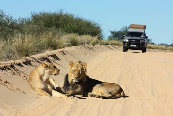 Löwen im Kgalagadi Transfrontier Nationalpark - grenzübergreifender Park in Botswana und Südafrika
