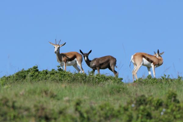 Springböcke im Bellevue Forest Reserve im Addo Nationalpark