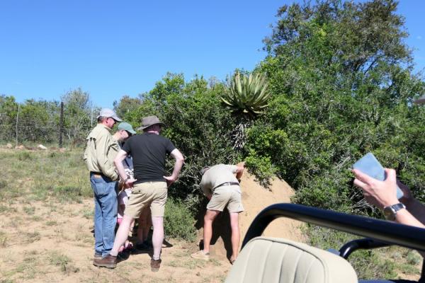Wie schmecke Ameisen? Giraffe Walk im Bellevue Forest Reserve