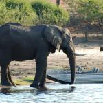 Auf Bootstour an der Chobe Waterfront in Botswana