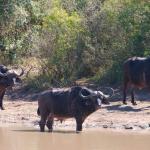 Büffel im Hluhluwe Imfolozi Nationalpark 