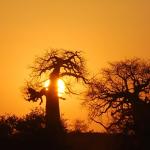 Pafuri Baobabs im Norden des Krüger Nationalparks
