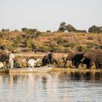 Bootsfahrt auf dem Chobe Fluss in Kasane, Botswana 