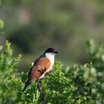 Burchell's Coucal - Spornkuckuck im Hluhluwe Imfolozi