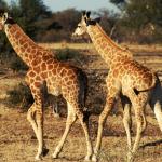 Giraffen im Tuli Block - Selbstfahrer Camping Rundreise Botswana
