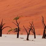 Dead Vlei, Namibia
