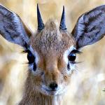 Auf Wanderungen begegnet man häufig den winzigen Dik Dik Antilopen