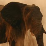 Ein Elefant am Chobe Fluss gönnt sich ein Staubbad