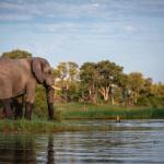 Elefant am Khwai River in Botswana