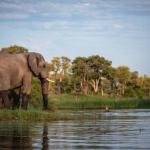 Elefant am Khwai River in Botswana