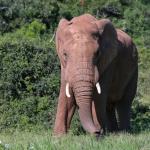 Elefant im Addo Nationalpark, Südafrika