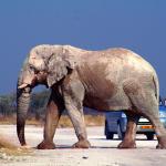 Elefant im Etosha Nationalpark 