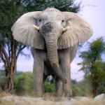 Elefant im Onguma private Game Reserve in Namibia 
