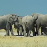 Elefanten Etosha - Selbstfahrer Namibia 