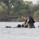 Elefanten durchqueren den Sambesi Fluss bei Victoria Falls 