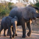 Elefanten im Krüger Nationalpark, Manyeleti Private Game Reserve, Krüger Nationalpark 