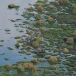 Elefanten im Okavango Delta aus der Luft erleben
