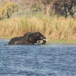 Elefanten durchqueren den Chobe Fluss - Camping Safari in Botswana 