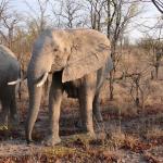 Entspannte Elefanten im Hwange NP