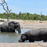 Safarifahrt in Savuti - Ghoha Hills Lodge