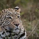 Leopard bei Savuti - Ghoha Hills Lodge 